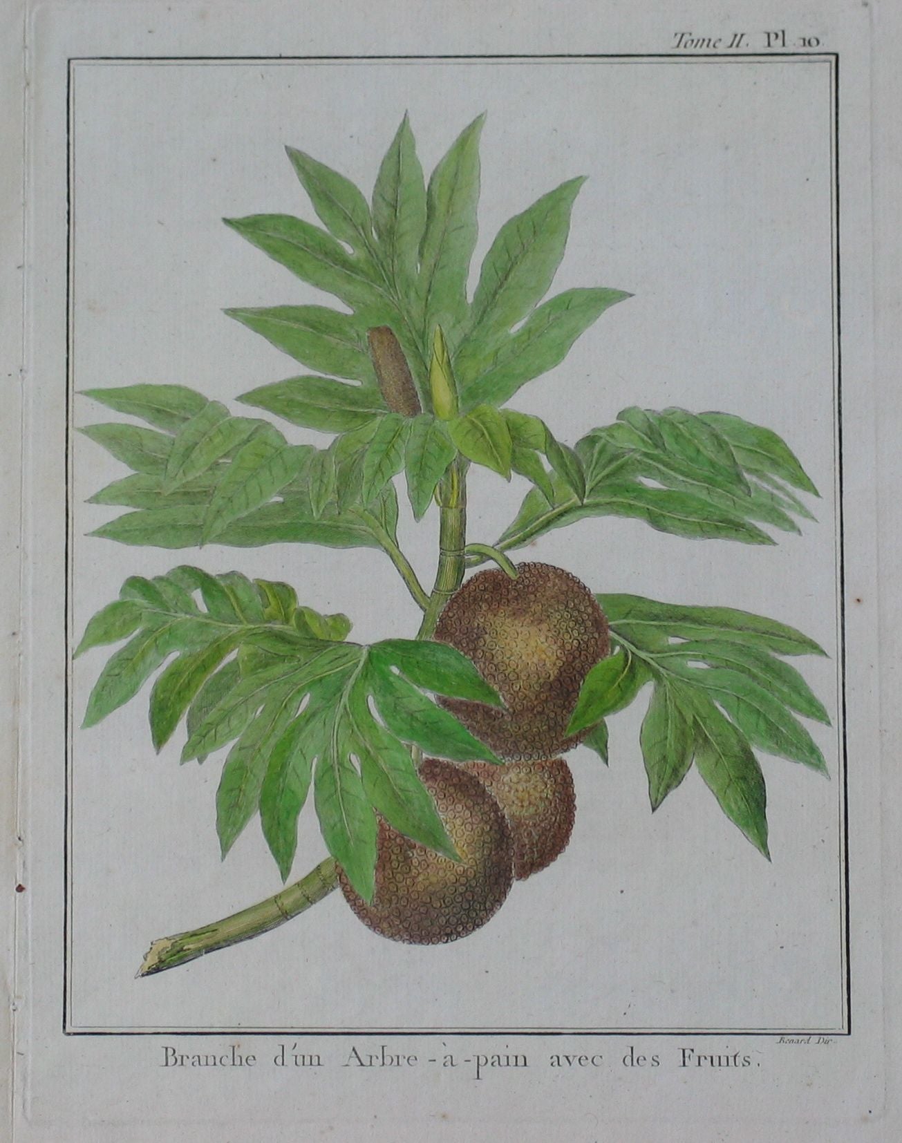Branche d'un Arbre-à-pain avec des Fruit (Branch of a tree bread with fruit)