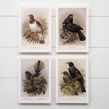 Buller's Birds Greeting Cards (pack of 8)