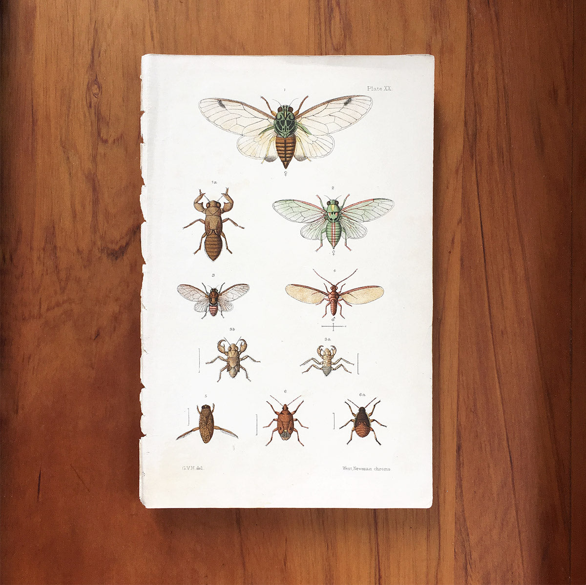 New Zealand insects. Plate XX. Hemiptera