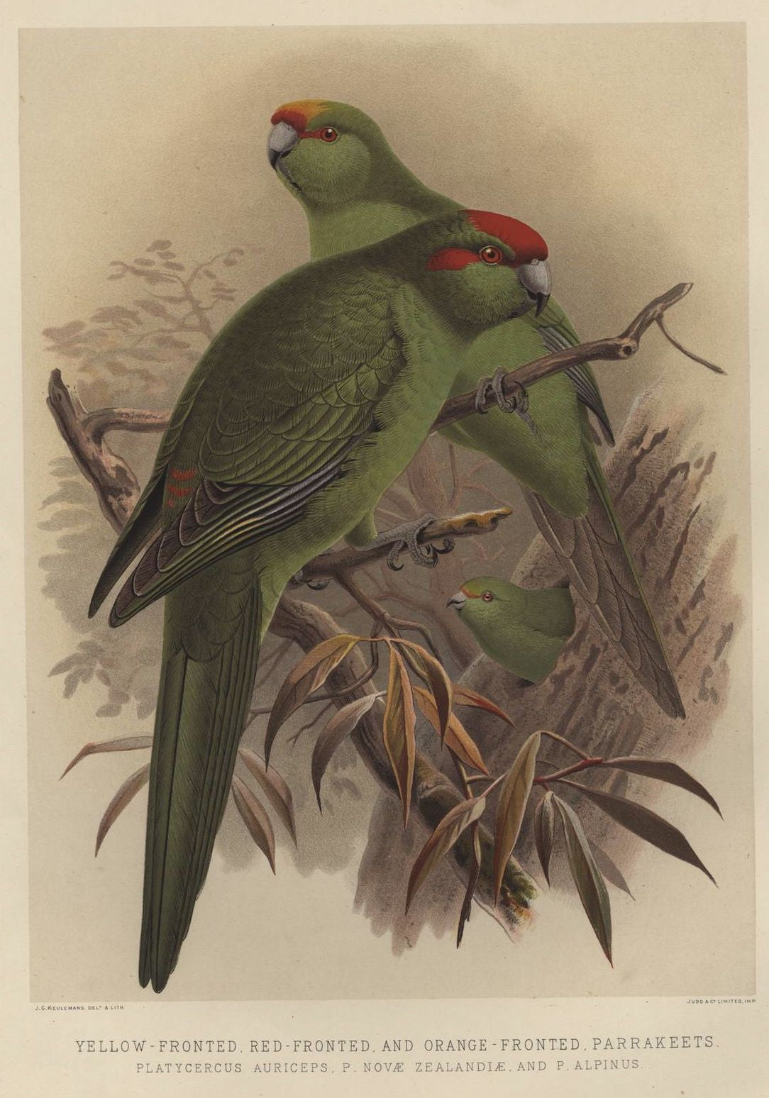 Yellow-fronted, Red-fronted and Orange-fronted Parrakeets