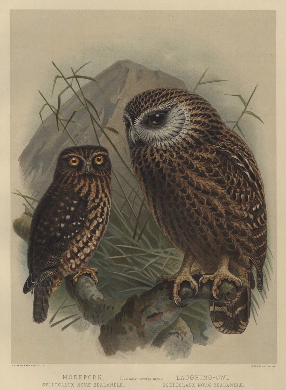 Morepork and Laughing Owl