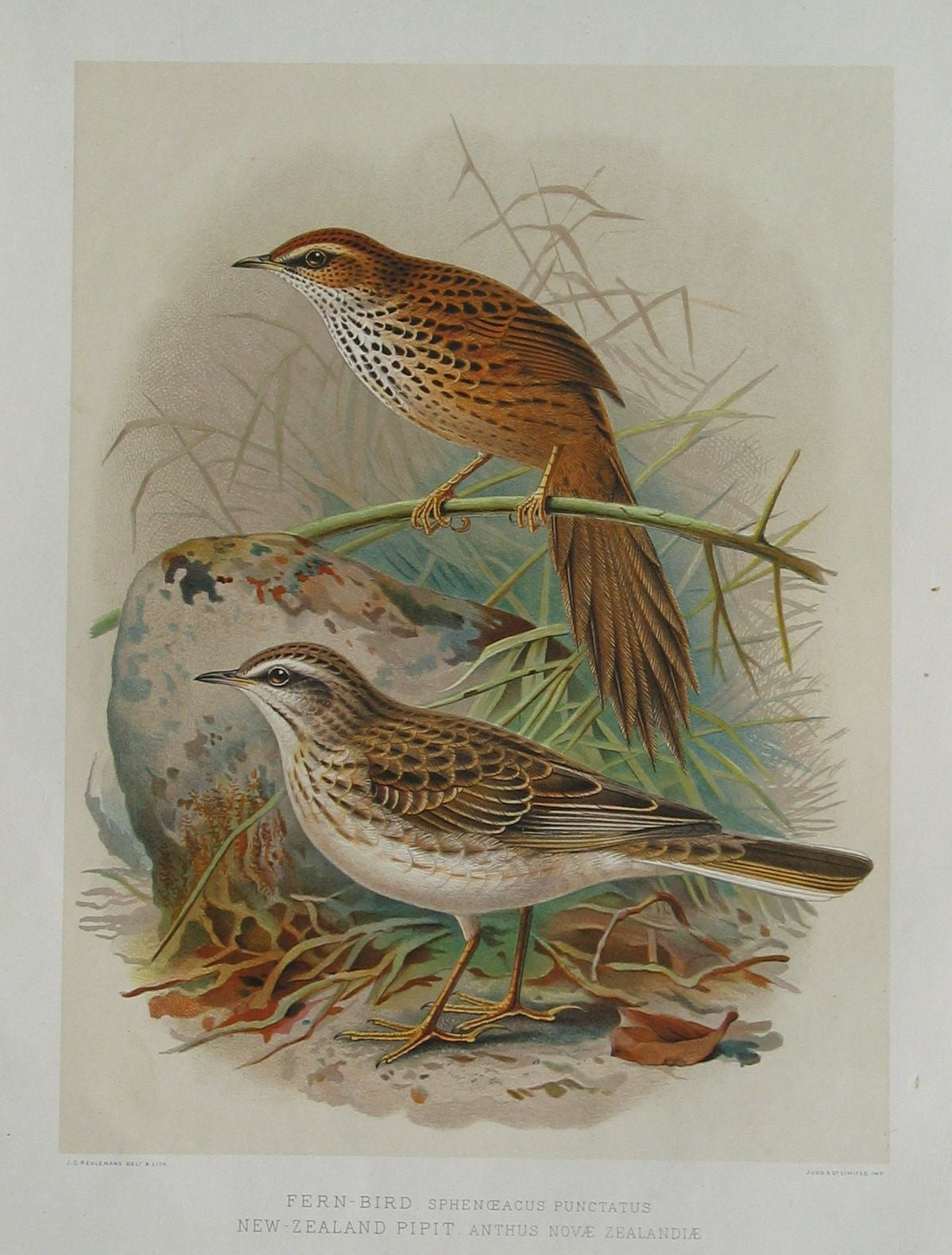 Fern Bird and New Zealand Pipit