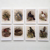 Buller's Birds Greeting Cards (pack of 8)