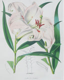 Lilium Krameri (bamboo lily)