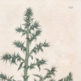 Prickly Saltwort (Salsola kali), William Baxter, 1837