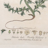 Prickly Saltwort (Salsola kali), William Baxter, 1837