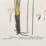 Black Bogrush (Schoenus nigricans), William Baxter, 1838