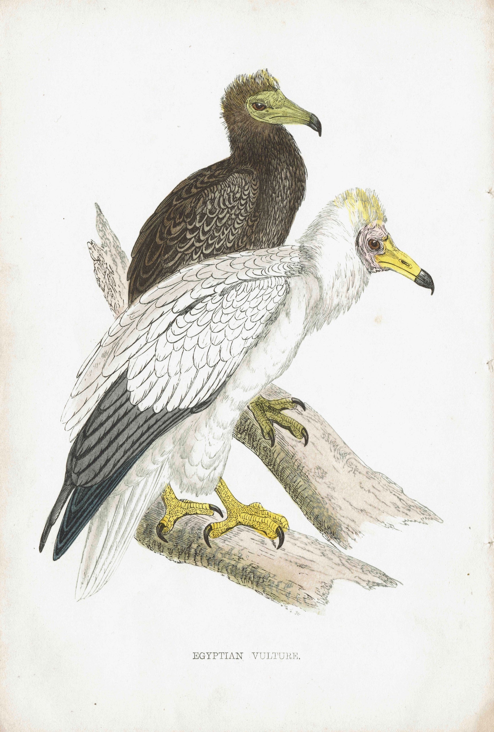 Birds of prey - Egyptian Vulture