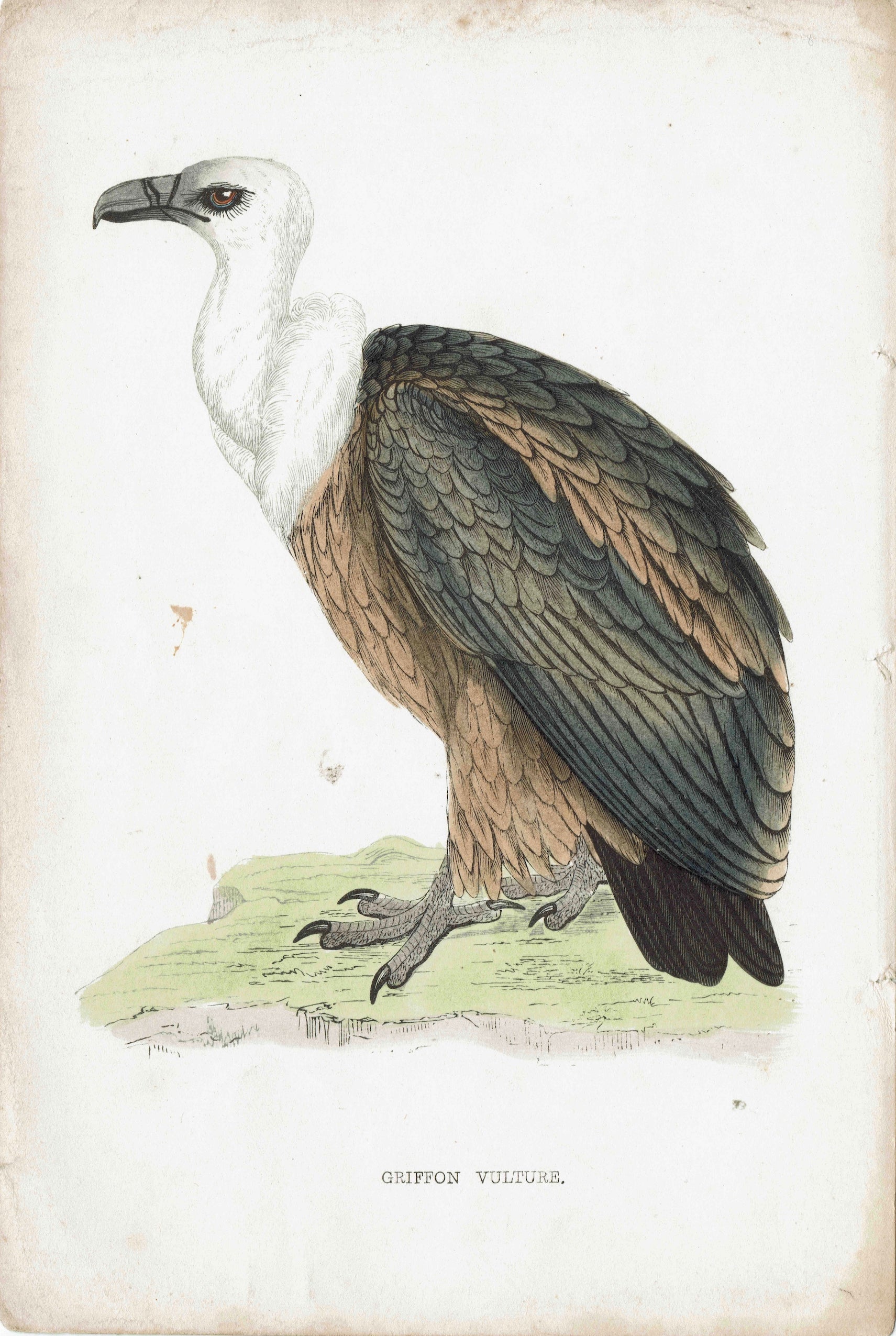 Birds of prey - Griffon Vulture