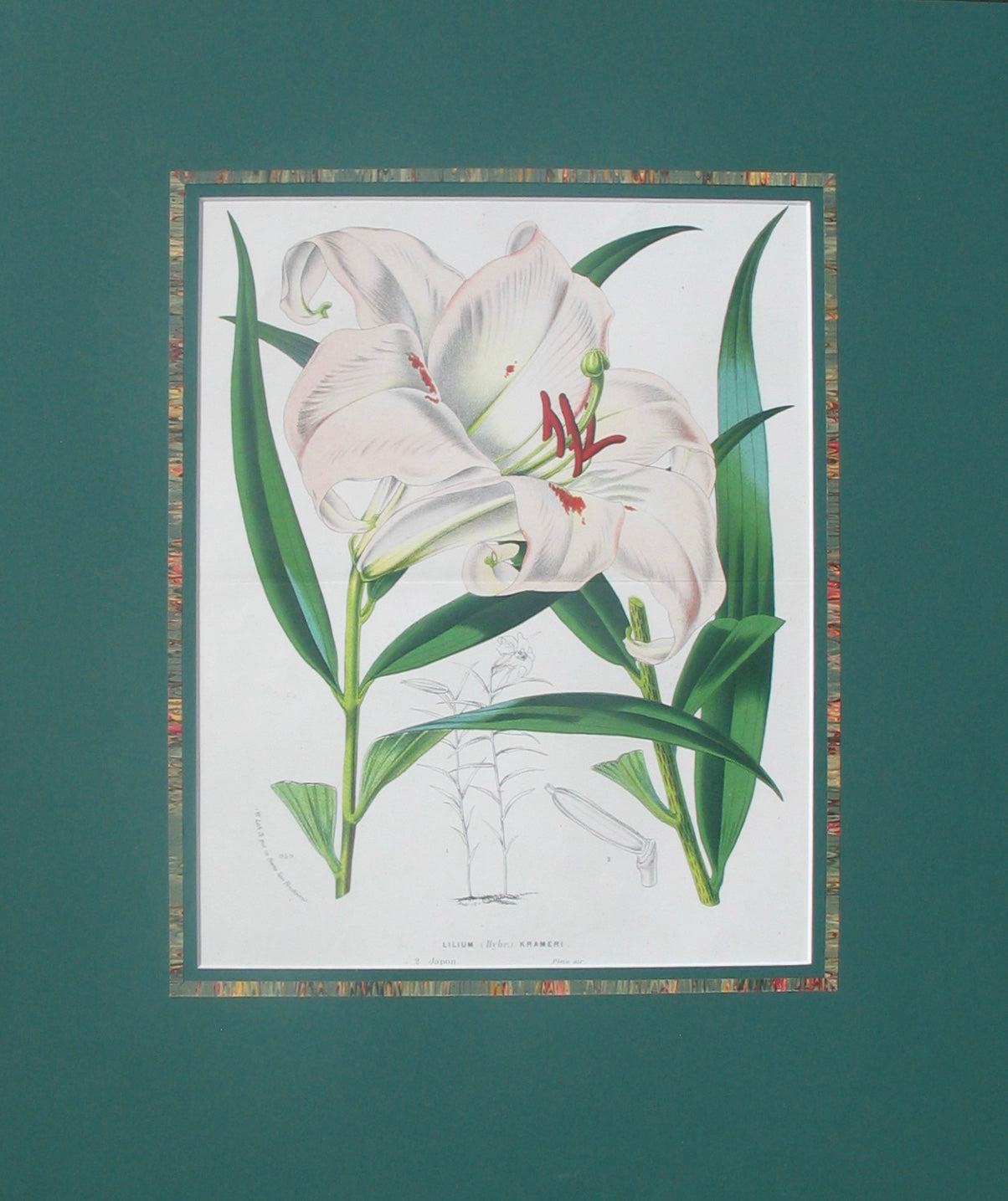 Lilium Krameri (bamboo lily)