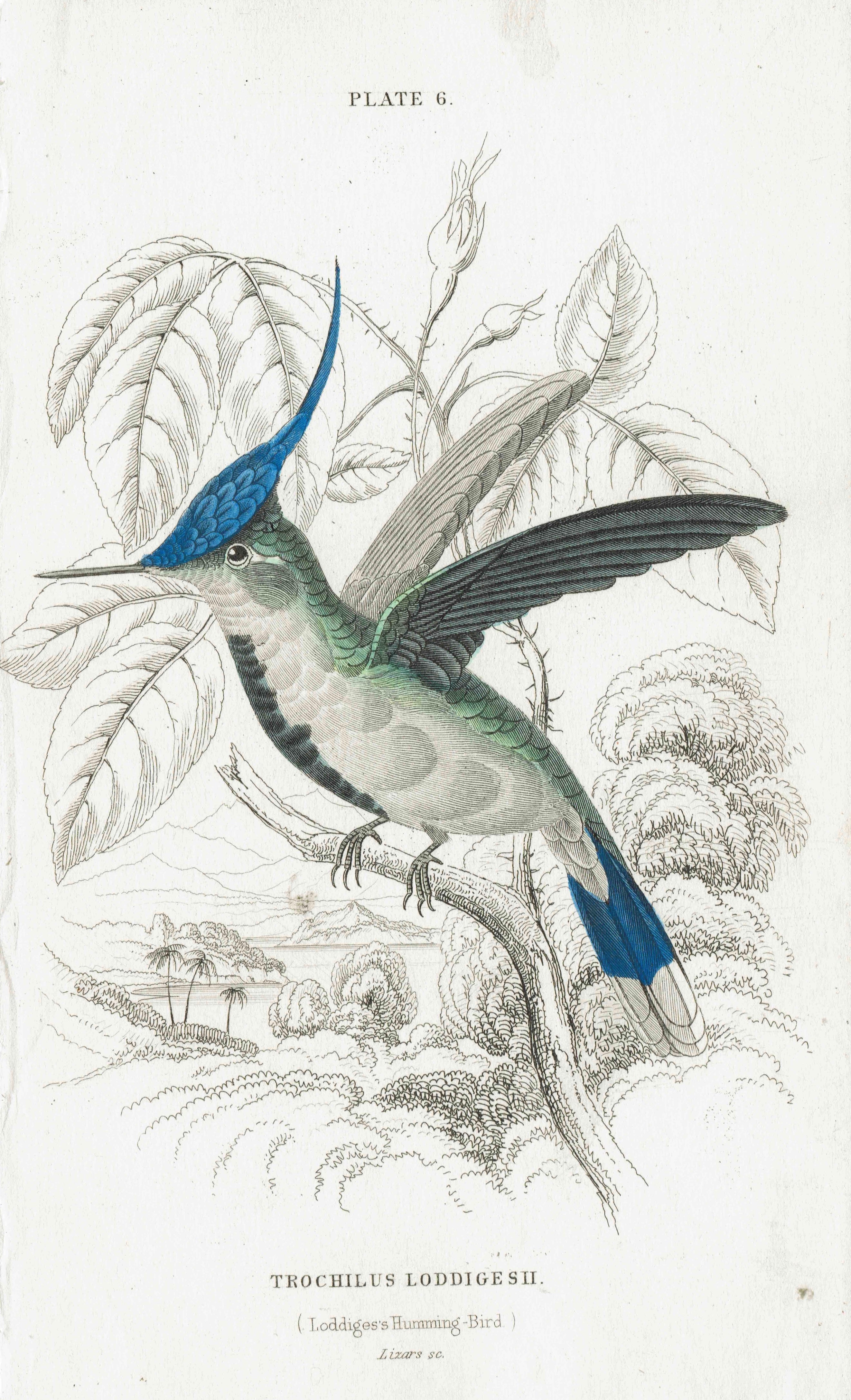 Loddiges's Humming-Bird (Trochilus Loddigesii)