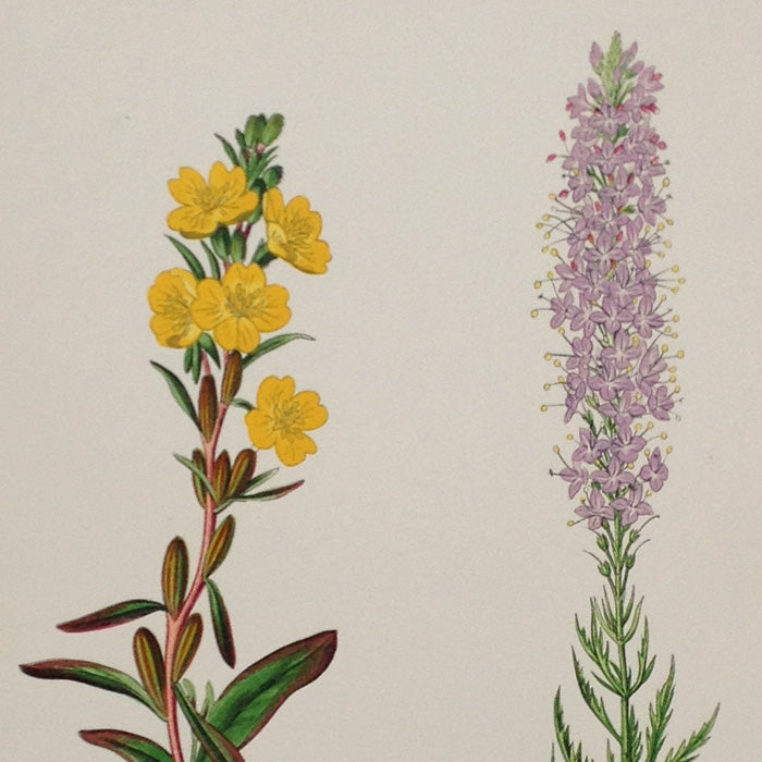 Alpine Botanical Print, XXVI, David Wooster, 1872