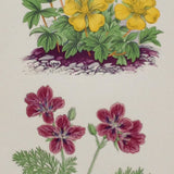 Alpine Botanical Print, XI, David Wooster, 1872