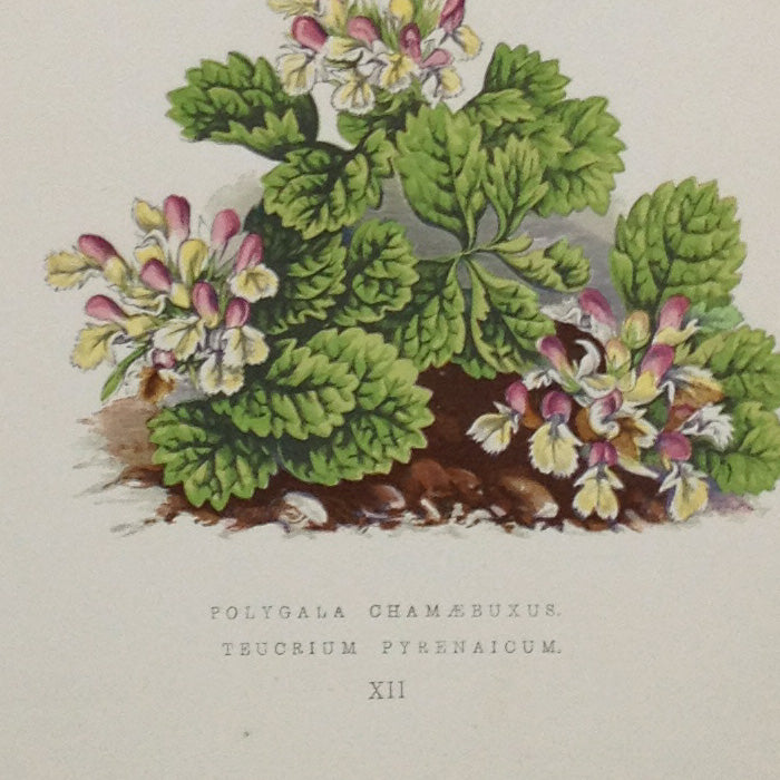 Alpine Botanical Print, XII, David Wooster, 1872