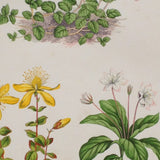 Alpine Botanical Print, IV, David Wooster, 1872