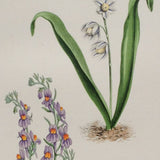 Alpine Botanical Print, XXIX, David Wooster, 1872