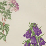 Alpine Botanical Print, XIX, David Wooster, 1872