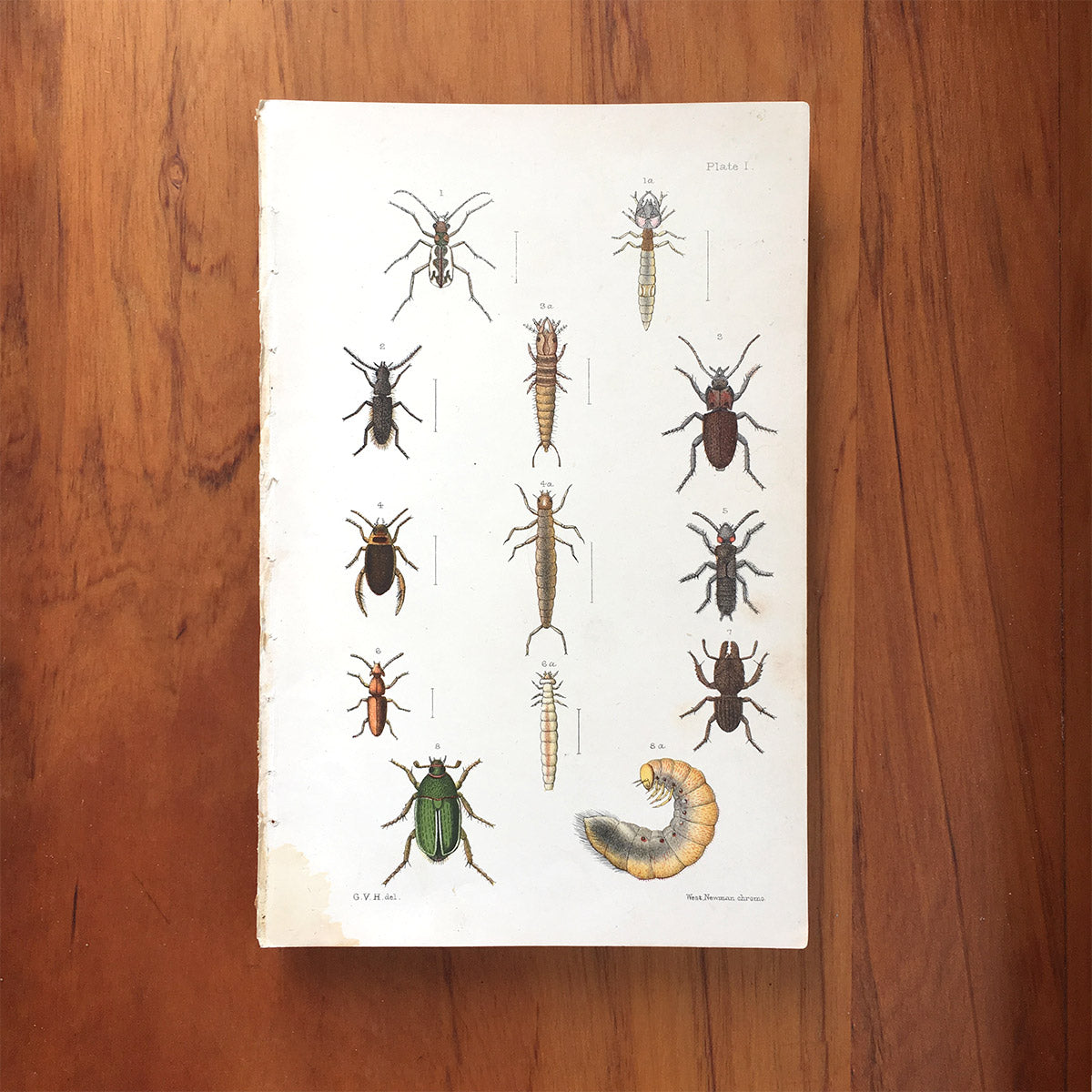New Zealand insects. Plate I. Coleoptera