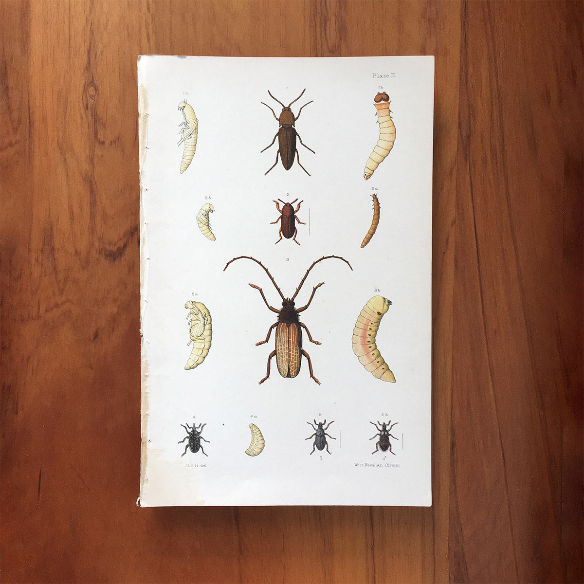 New Zealand insects. Plate II. Coleoptera