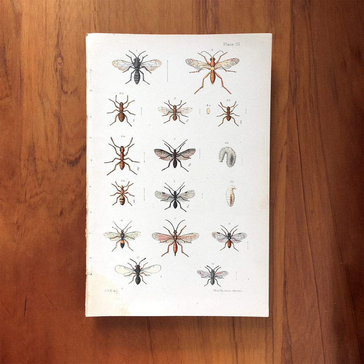New Zealand insects. Plate III. Hymenoptera