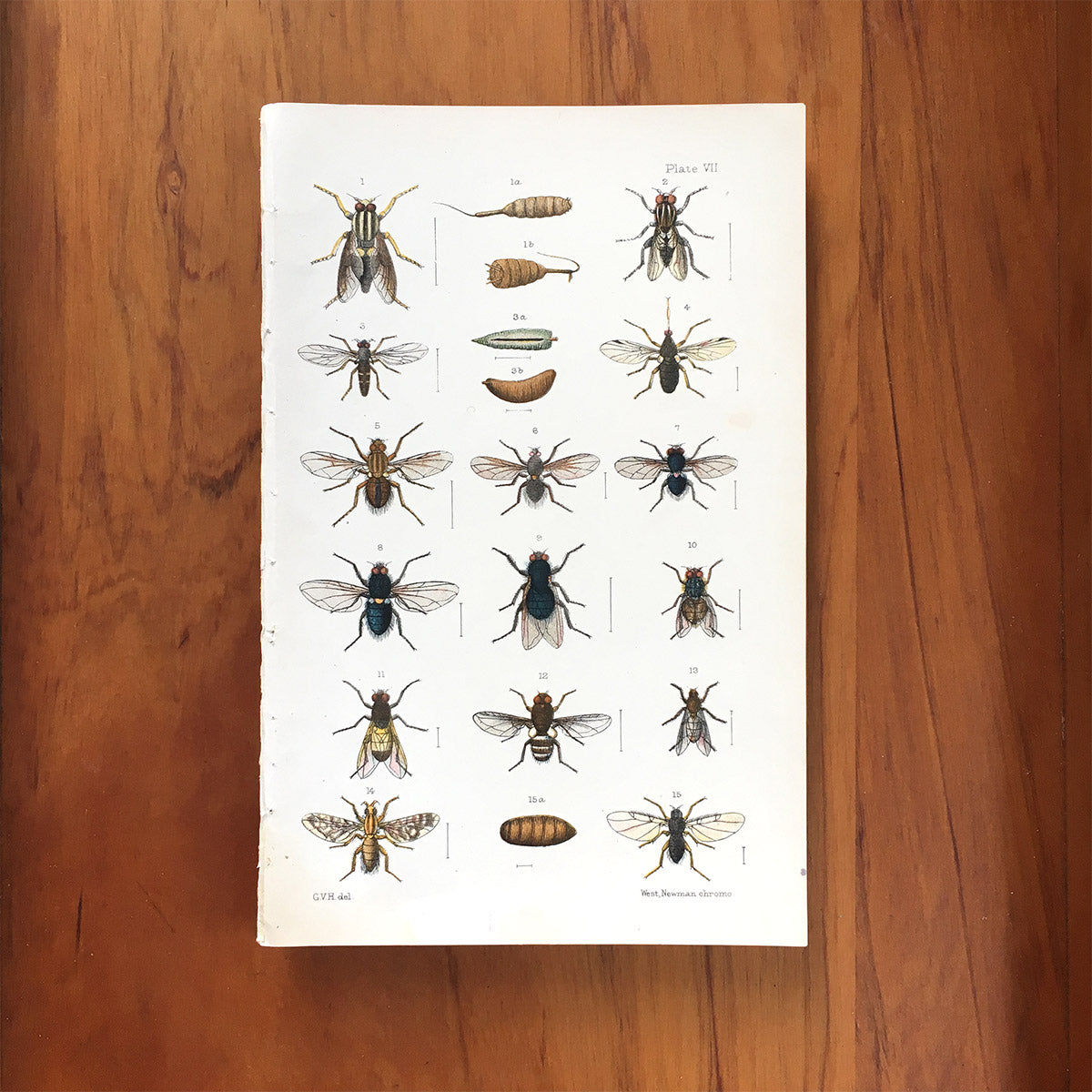 New Zealand insects. Plate VII. Diptera