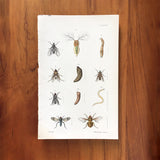 New Zealand insects. Plate VI. Diptera