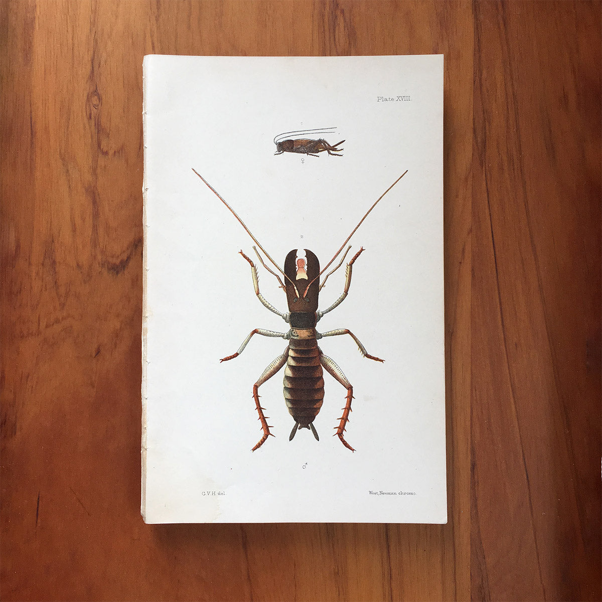 New Zealand insects. Plate XVIII. Orthoptera