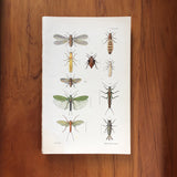 New Zealand insects. Plate XVI. Orthoptera